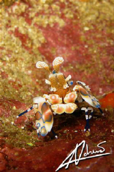 arlequin shrimp in Richelieu Rock by Adriano Trapani 